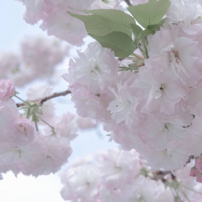 兽设花海场景设计福瑞交流群